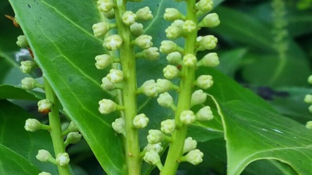 buds-blooms5-scaled-1.jpg